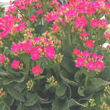 Visuel 1 du produit Kalanchoe - La pot de 1,4 litre