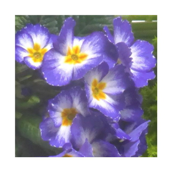 Visuel 1 du produit Primevère des jardins - La coupe en terre cuite