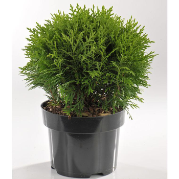 Visuel 1 du produit Thuya Occidentalis Danica (Thuya du Canada) en pot de 2,5 L vert