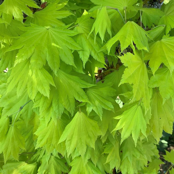 Visuel 1 du produit Érable du Japon Aureum (Acer Shirasawanum). Le pot de 10 litres