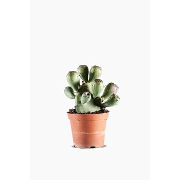 Visuel 1 du produit Opuntia Dell'etna (Cactus raquette) pot de 1 L vert