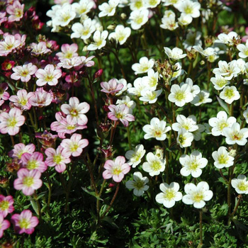 Visuel 1 du produit Saxifraga Arendsi - Le pot de 1 litre