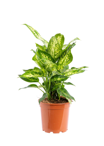 Visuel 1 du produit Dieffenbachia vert. Le pot Ø 19 cm
