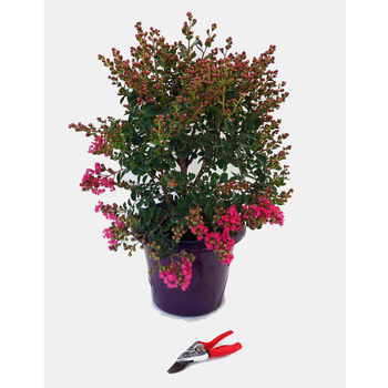 Visuel 1 du produit Lagerstroemia Indica Charms Fuchsia d’été rose. Le pot de 12 litres