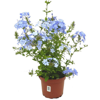 Visuel 1 du produit Dentelaire du Cap - Le pot de 5 litres