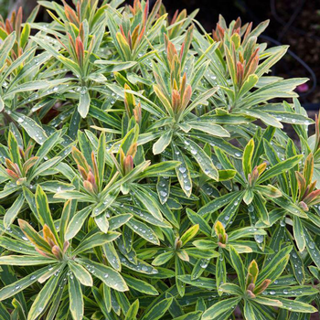 Visuel 1 du produit Euphorbia Ascot Rainbow en pot de 2 L