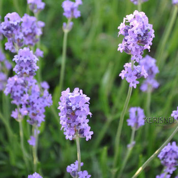 Visuel 1 du produit Lavande Melissa Lilac coloris bleu – 3 L