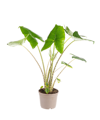 Visuel 1 du produit Alocasia zebrina (Oreilles d’éléphant) vert. Le pot Ø 24 cm