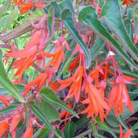 Visuel 1 du produit Bégonia Bonfire - Le pot de 10.5 cm