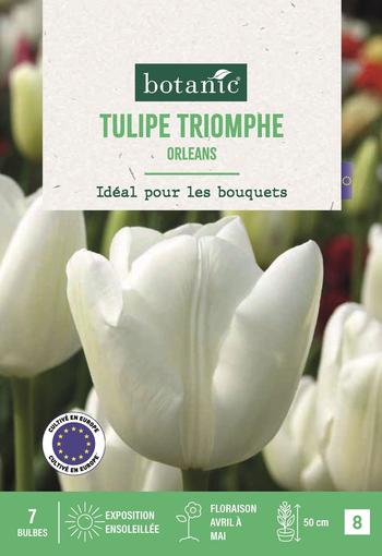 Visuel 1 du produit Tulipe tr. Orleans X7
