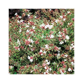 Visuel 1 du produit Abelia Grandiflora sparkling silver en pot de 3 litres