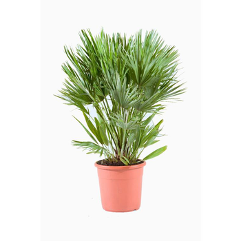 Visuel 1 du produit Chamaerops Humilis Compacta ou palmier nain en pot de 7 L