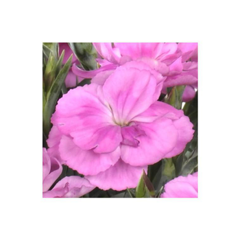 Visuel 1 du produit Oeillet Peman Odorant - Le pot de 1 litre