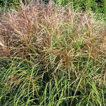 Visuel 1 du produit Roseau de Chine - Le pot de 9 x 9 cm