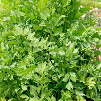 Visuel 1 du produit Livèche bio. Le pot de 1 litre