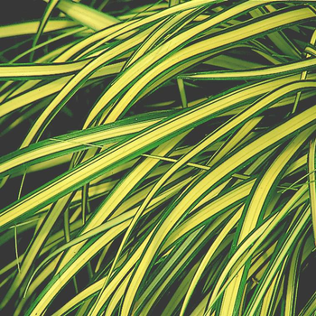 Visuel 1 du produit Carex Mix - Le pot de 1 litre