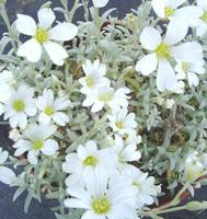 Visuel 1 du produit Cerastium Tomentosum - La barquette de 6 plants