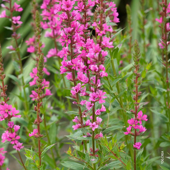 Visuel 1 du produit Lythrum Salicaria - Le pot de 5 litres