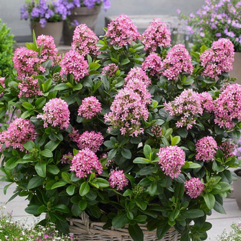 Visuel 1 du produit Escallonia Laevis Pink Elle rose en pot de 3 L