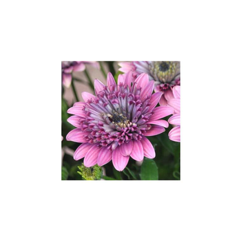 Visuel 1 du produit Ostéospermum à fleurs doubles - Le pot de 10,5 cm