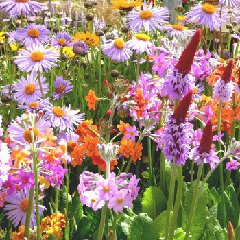 Visuel 1 du produit Vivaces variées - Le pot de Ø 13 cm