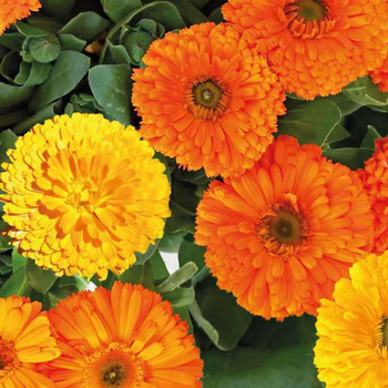 Visuel 1 du produit Souci des jardins - Le pot de 9 x 9 cm