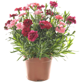 Visuel 1 du produit Oeillet Tenelken Tricolor - Le pot de 1 litre