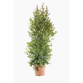 Visuel 1 du produit Eugenia Myrtifolia Newport (Myrte d’Australie) en pot de 9 L rouge