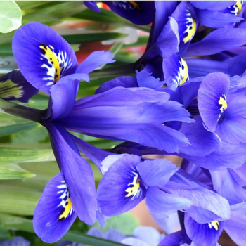 Visuel 1 du produit Iris Reticulata - Le pot de 1 litre