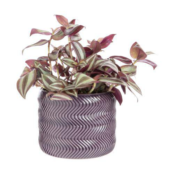 Visuel 1 du produit Tradescantia mix avec son cache-pot coloris rose - Ø 12 cm