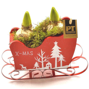 Visuel 1 du produit Jacinthes en pot décoratif de 19 cm. La composition de 2 jacinthes