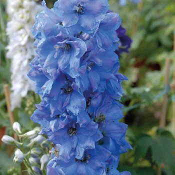 Visuel 1 du produit Pied D'Alouette Bleu - Le pot de 9 x 9 cm