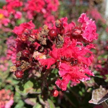 Visuel 1 du produit Lagerstroemia Berlingot Menthe® rose. Le pot de 3 litres