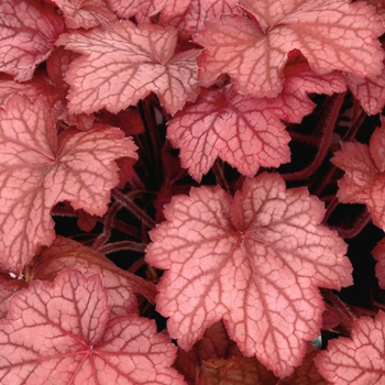 Visuel 1 du produit Heuchera 'Cherry Cola'® - Le pot de 2 litres
