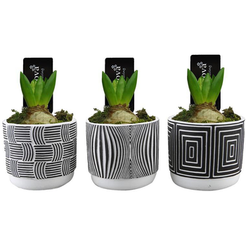 Visuel 1 du produit Jacinthe en pot décoratif. La composition de 20 cm