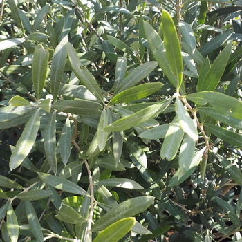 Visuel 2 du produit Olea Europaea ou Olivier en pot déco de 10 L