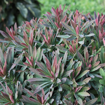 Visuel 1 du produit Euphorbia Ruby Glow en pot de 4 L