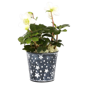 Visuel 1 du produit Rose de Noël pot zinc étoile - Le pot déco