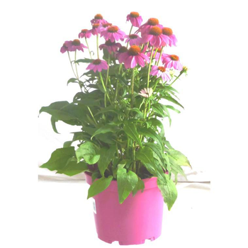 Visuel 1 du produit Echinacea Purpurea - Le pot de 3 litres