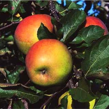 Visuel 1 du produit Pommier Jonagold. Le pot de 15 litres forme 1/2 tige