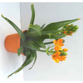 Visuel 1 du produit Ornithogale - Le pot de 10,5 cm