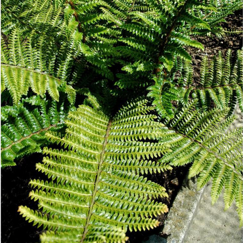 Visuel 1 du produit Polystichum Polyblepharum - Le pot de 12 cm