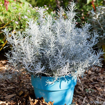 Visuel 1 du produit Helichrysum Italicum Korna en pot de 4 L