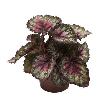 Visuel 1 du produit Bégonia rex mix multicolore. Le pot de Ø 6 cm