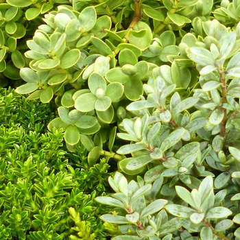 Visuel 1 du produit Hebe ou Véronique arbustive au feuillage vert - Le pot de 2,5 litres