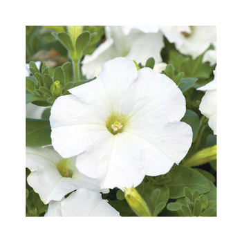 Visuel 1 du produit Pétunia à massifs blanc - Le pack de 6 plants
