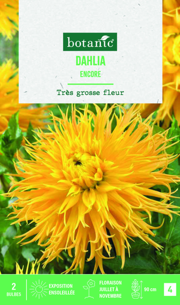 Visuel 1 du produit Bulbes de fleurs Dahlia Fimbriata Encore botanic® - 2 bulbes