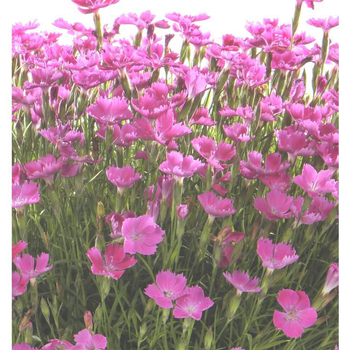 Visuel 1 du produit Oeillet Kahori - Le pot de 9 x 9 cm