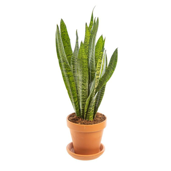 Visuel 1 du produit Sansevieria avec cache-pot en terre cuite Ø 16 cm