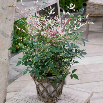 Visuel 1 du produit Nandina Domestica Twilight en pot de 4 L